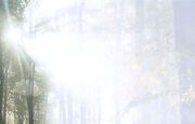 Sujet Wald