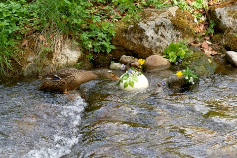 Wasserunrne mit Ente